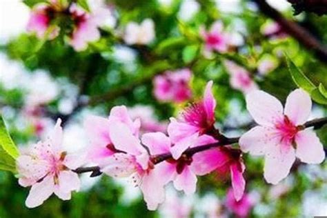 桃花神煞|八字看桃花煞 – 何为八字桃花煞